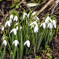Buy canvas prints of  flowering snowdrops in woodland by kathy white