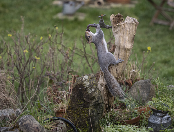 Grey Squirrel,turn the tap on please Picture Board by kathy white