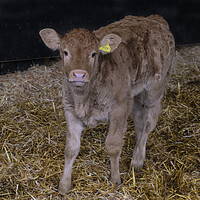 Buy canvas prints of limousin cows Cornwall, baby calf  by kathy white