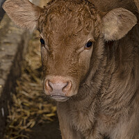 Buy canvas prints of A close up of a cow looking at the camera by kathy white