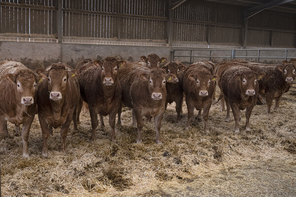  Limousin cattle in a barn Picture Board by kathy white