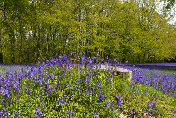 Bluebell carpet Picture Board by kathy white