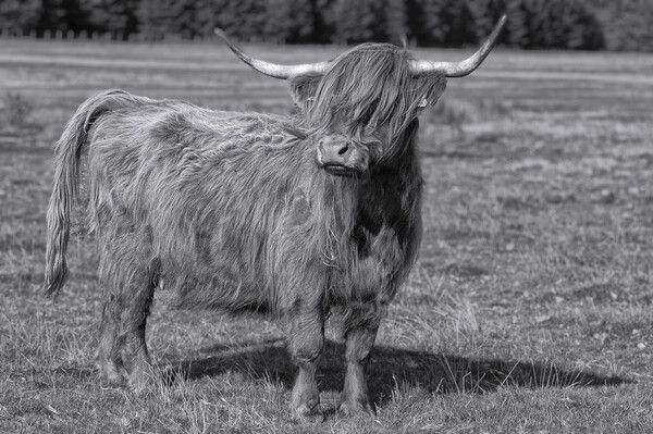 Bad hair day,Highland cow Picture Board by kathy white
