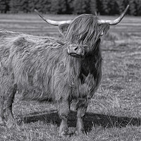 Buy canvas prints of Bad hair day,Highland cow by kathy white