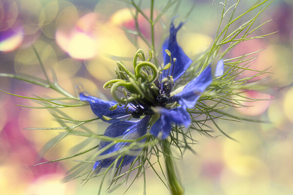 Love in a mist,party time Picture Board by kathy white