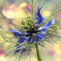Buy canvas prints of Love in a mist,party time by kathy white