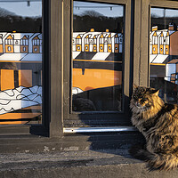 Buy canvas prints of Reggie the Porthleven cat by kathy white