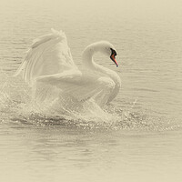 Buy canvas prints of Portrait of a swan by kathy white
