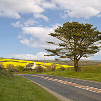Buy canvas prints of Rapeseed road, Helston Cornwall by kathy white
