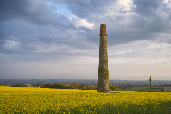 Rapeseed field sunset in cornwall, Picture Board by kathy white
