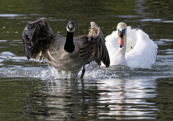 Canada goose beging chased by a swan Picture Board by kathy white