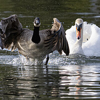 Buy canvas prints of Canada goose beging chased by a swan by kathy white