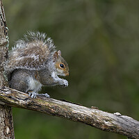 Buy canvas prints of Grey squirrel by kathy white