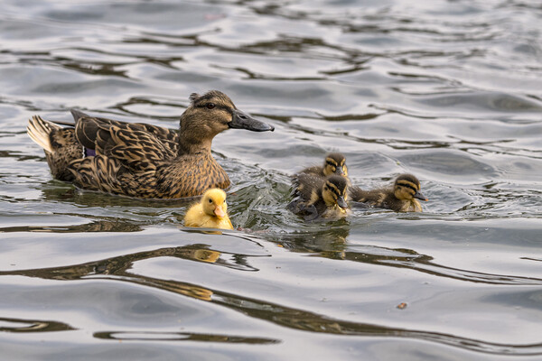 A Serene Scene of Mallard Ducks Swimming Picture Board by kathy white