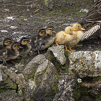 Buy canvas prints of baby ducks, going for a walk by kathy white