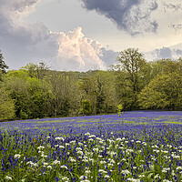 Buy canvas prints of English Bluebell Wood, Cornwall by kathy white