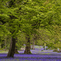 Buy canvas prints of Enchanted Bluebell Wood in Cornwall by kathy white