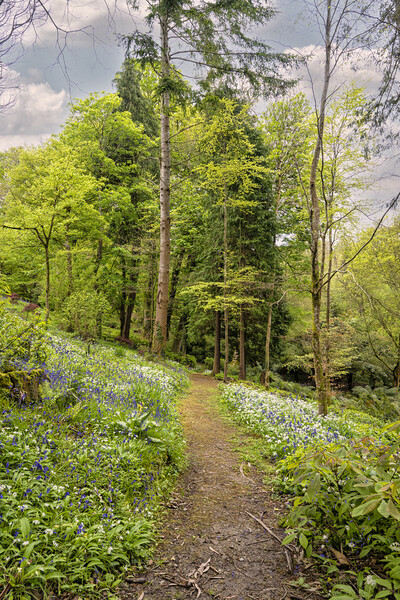 Pathway through English Bluebell Wood, Cornwall Picture Board by kathy white