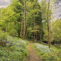 Buy canvas prints of Pathway through English Bluebell Wood, Cornwall by kathy white