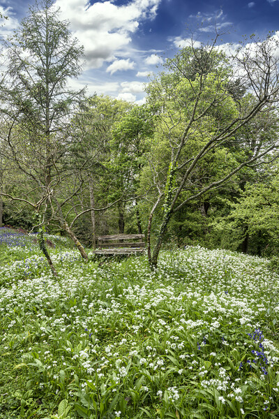 wild garlic seat Picture Board by kathy white