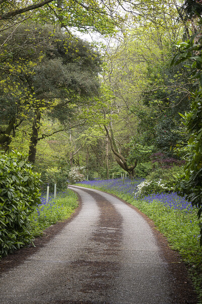 Cornwall country lane bluebells Picture Board by kathy white