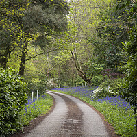 Buy canvas prints of Cornwall country lane bluebells by kathy white