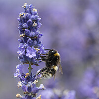 Buy canvas prints of Enchanting Bee Dance on Lavender Petals by kathy white