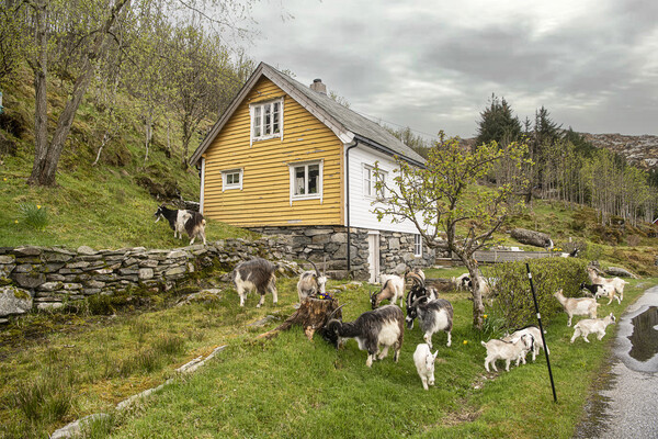 Norway goats Picture Board by kathy white