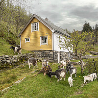 Buy canvas prints of Norway goats by kathy white