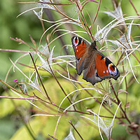 Buy canvas prints of Peacock butterfly  by kathy white