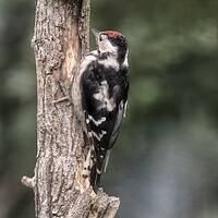 Buy canvas prints of Greater spotted woodpecker by kathy white