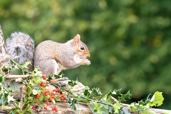 Grey Squirrel eating red berries Picture Board by kathy white