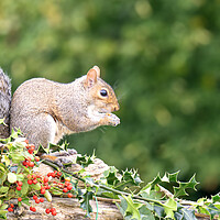 Buy canvas prints of Grey Squirrel eating red berries by kathy white