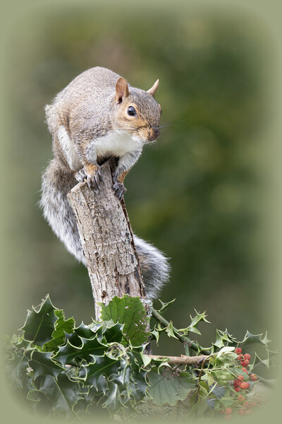 Grey Squirrel eating red berries Picture Board by kathy white
