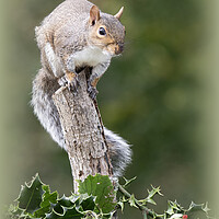 Buy canvas prints of Grey Squirrel eating red berries by kathy white