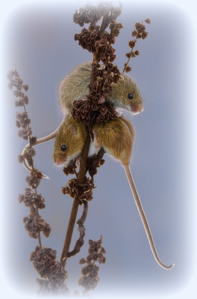 Delicate Harvest Mouse Nibbles on Wheat Picture Board by kathy white