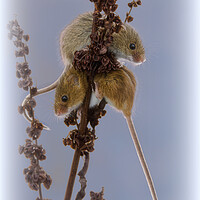 Buy canvas prints of Delicate Harvest Mouse Nibbles on Wheat by kathy white