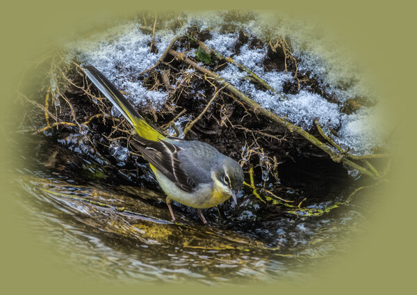 wagtail in the river Picture Board by kathy white