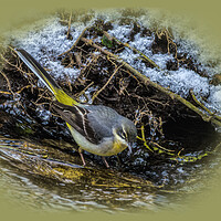 Buy canvas prints of wagtail in the river by kathy white