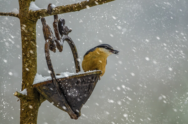 Nuthatch bird in the snow Picture Board by kathy white