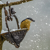 Buy canvas prints of Nuthatch bird in the snow by kathy white