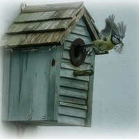 Buy canvas prints of blue tit,housework by kathy white