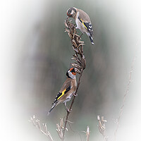 Buy canvas prints of Two goldfinch eating seed by kathy white