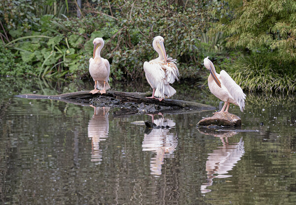 Pelicans sitting in the sun Picture Board by kathy white