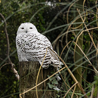 Buy canvas prints of The regal Snowy Owl by kathy white