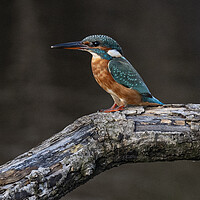 Buy canvas prints of Kingfisher by kathy white