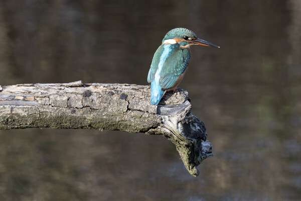 kingfisher sitting on a branch Picture Board by kathy white