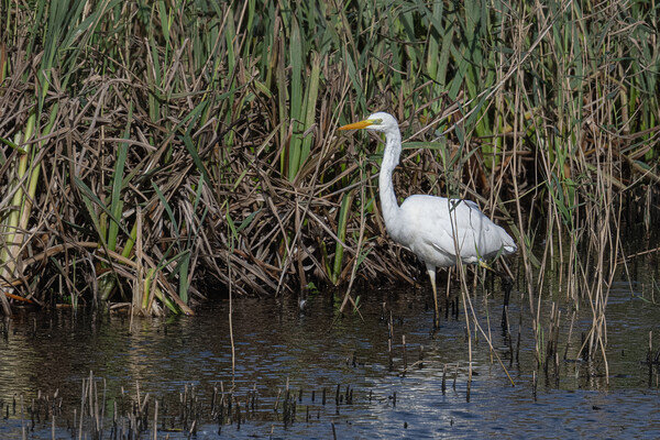 great-white-egret standing in the reed-bed Picture Board by kathy white