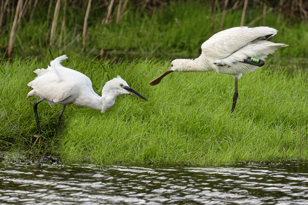 white Egret and a spoonbill Picture Board by kathy white