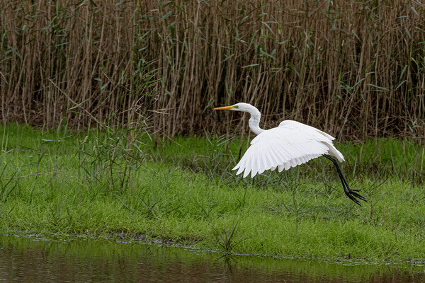 The great egret (Ardea alba) Picture Board by kathy white